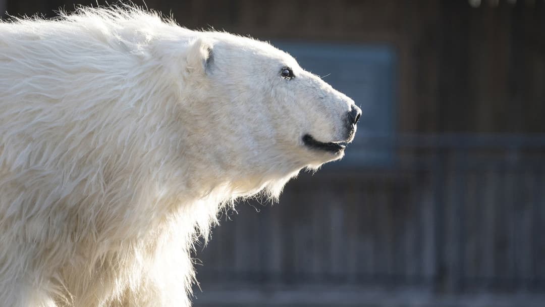 Secret Zoo backdrop 11