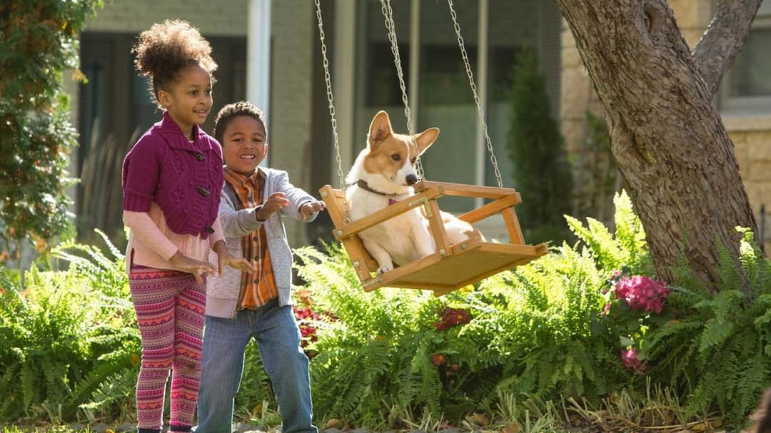 Bailey - Ein Freund fürs Leben backdrop 14