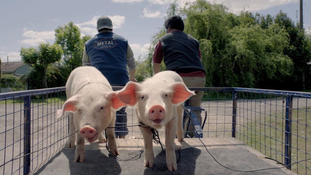 Glorreiche Verlierer backdrop 2