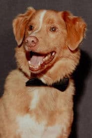 Інді з Собака