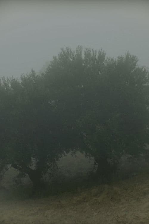 Why Do I See You in Everything?