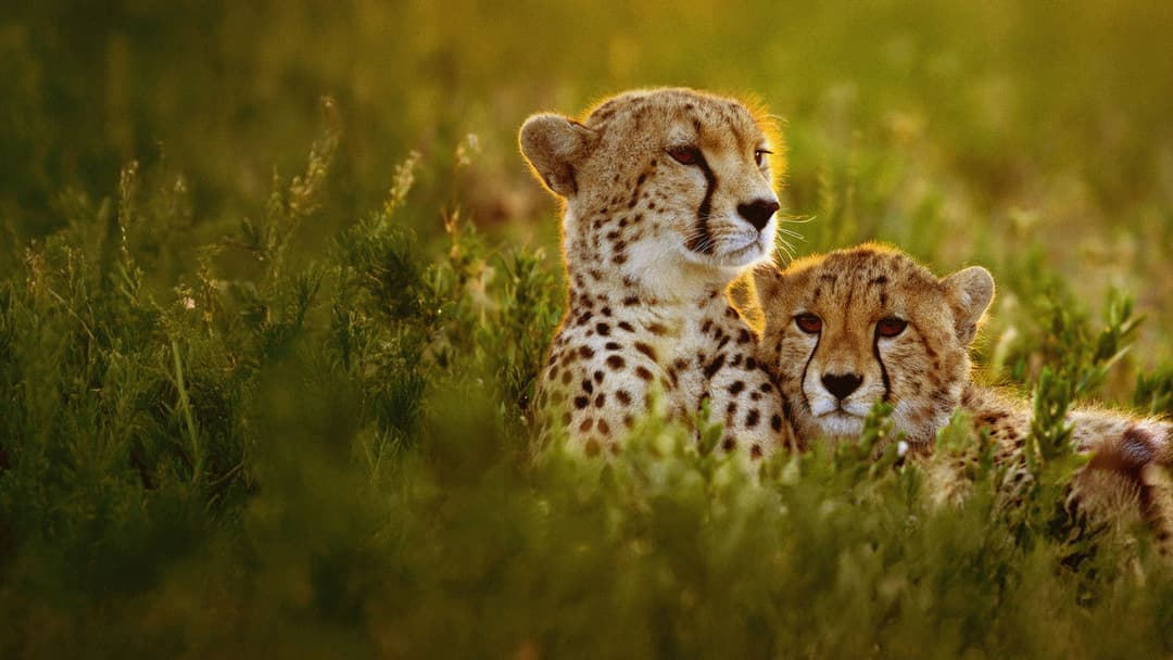 Cheetahs Up Close with Bertie Gregory backdrop 3