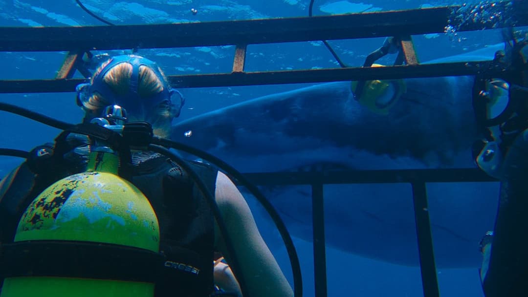 47 Meters Down backdrop 16