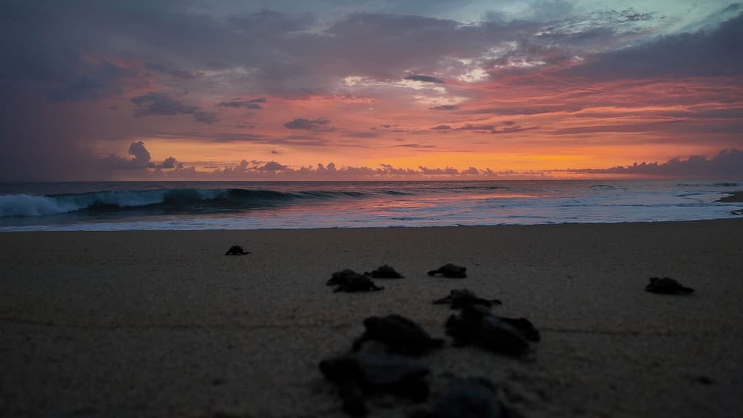 Return: Saving Turtles backdrop 6