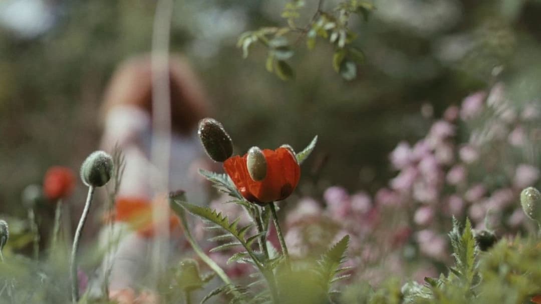 Яскрава зірка backdrop 2