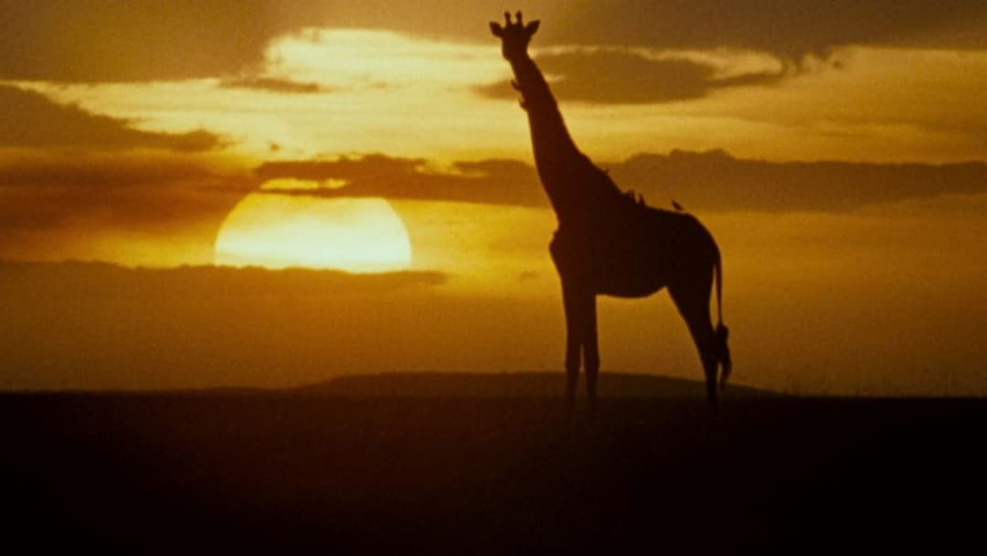 Ace Ventura: When Nature Calls backdrop 7