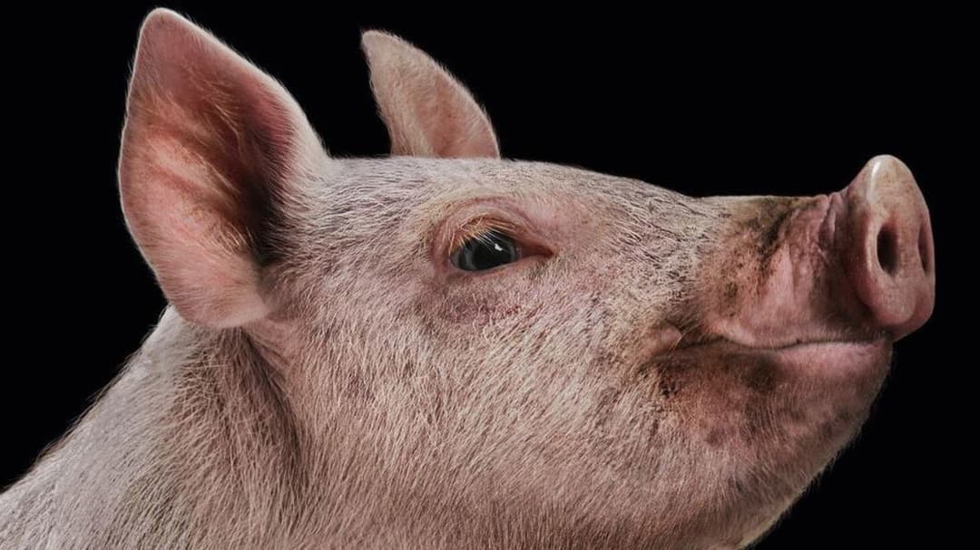 The Hunt backdrop 10