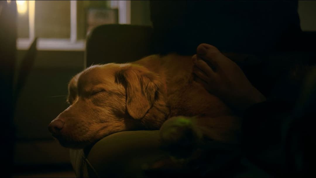 Хороший хлопчик backdrop 17