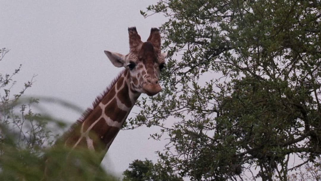 Ace Ventura: When Nature Calls backdrop 11